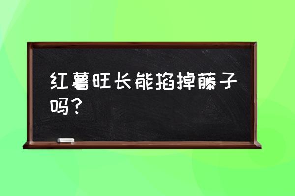 地瓜蔓子长出了须根还用翻秧吗 红薯旺长能掐掉藤子吗？