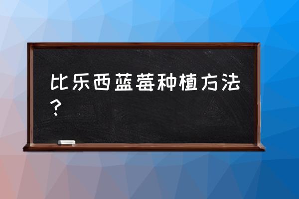 蓝莓种植技巧 比乐西蓝莓种植方法？