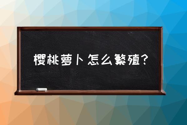 用育苗盘来种樱桃萝卜 樱桃萝卜怎么繁殖？